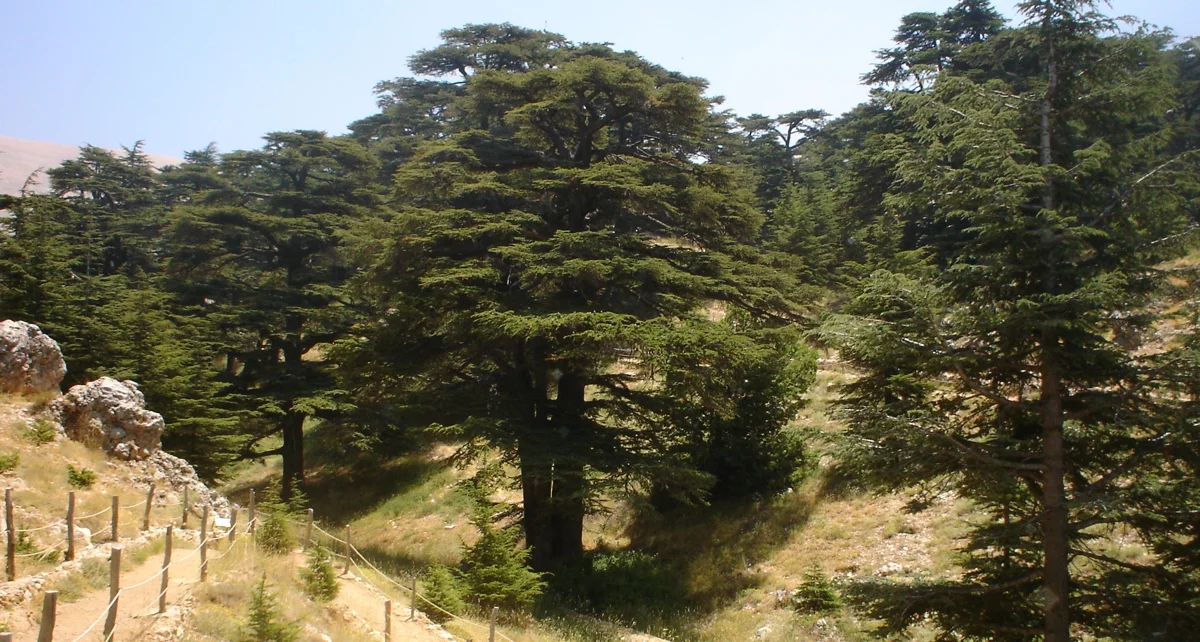 Lebanese cedar forest in El-Arz, Bsharri